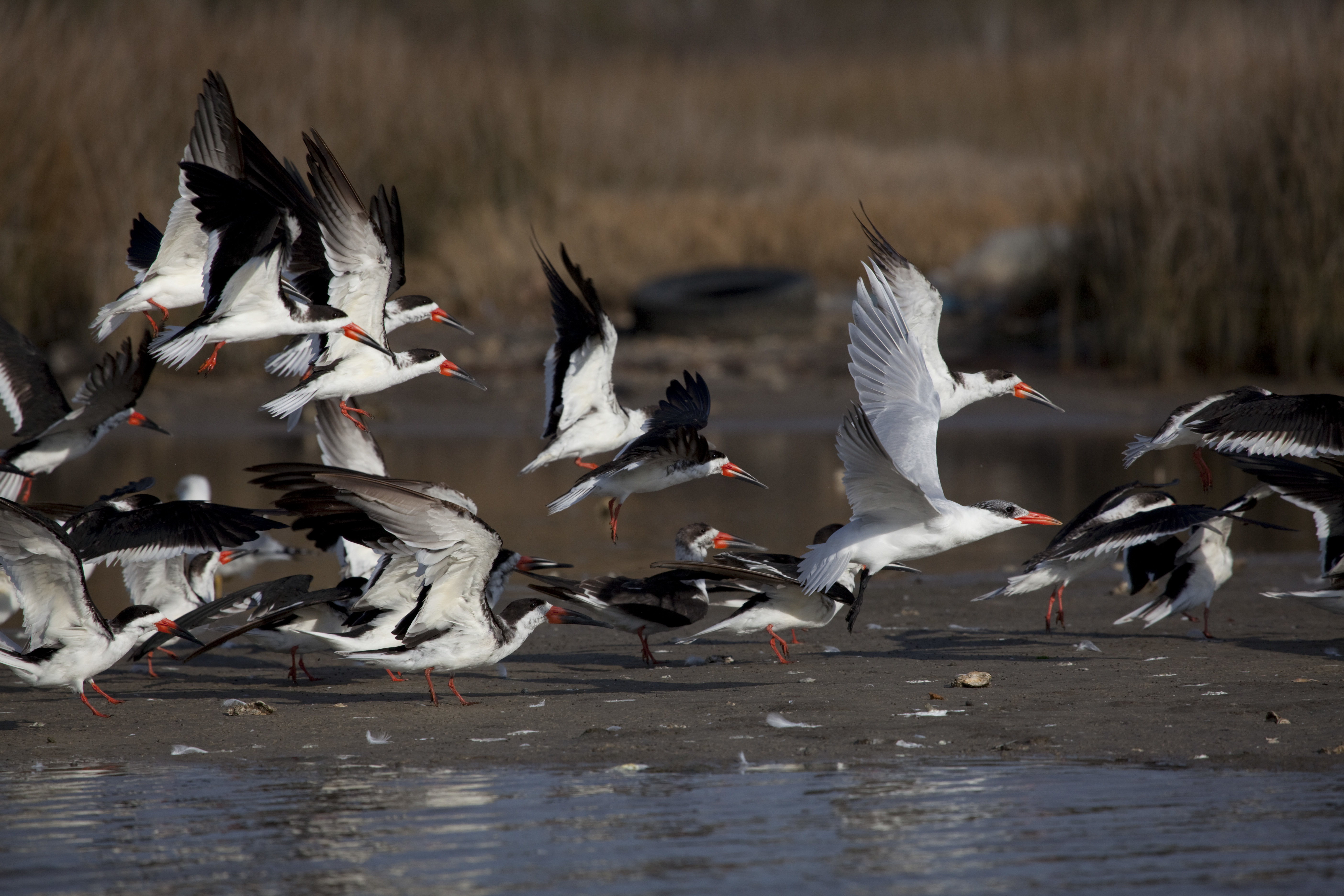 5 skimmers at sunrise on coffee island